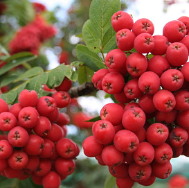 Рябина обыкновенная 'Алая крупная'