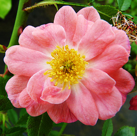 Роза 'Ферди' (почвопокровная, шраб) (коралово - розовая)