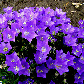Колокольчик карпатский 'Блау Клипс'