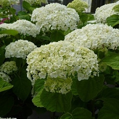 Гортензия древовидная 'Стронг Аннабель'