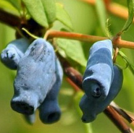 Жимолость съедобная 'Барбалета'