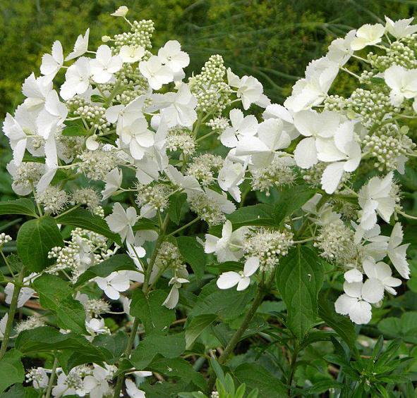 Гортензия метельчатая 'Уайт Леди'