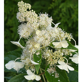 Гортензия метельчатая 'Киушу'