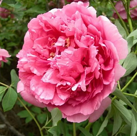 Пион древовидный 'Хиройс' (розовый)