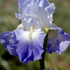 Ирис германский (бородатый) 'Кларенс'