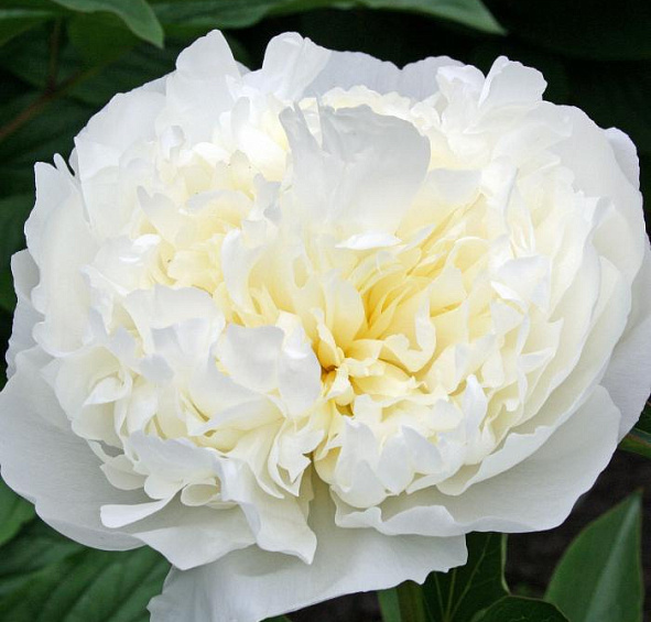 Пион молочноцветковый 'Дюшес де Немур' (белый)