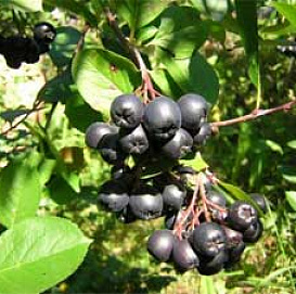 Рябина черноплодная (арония)