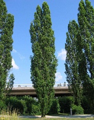 Тополь пирамидальный (черный, итальянский)