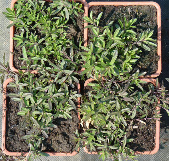 Гвоздика травянка 'Конфетти Ред' (красная)