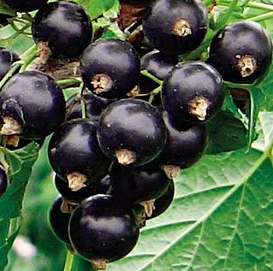 Смородина черная 'Смуглянка'