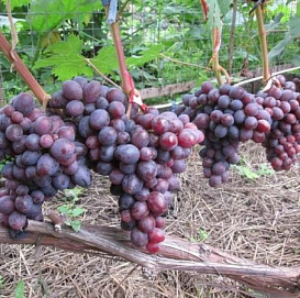 Виноград 'Подарок Несветая'