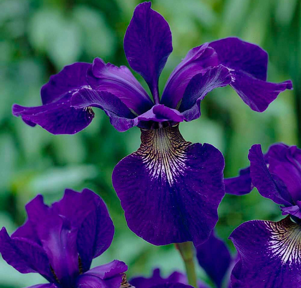 Ирис сибирский 'Блю Кинг'