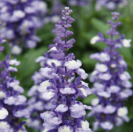 Сальвия дубравная (Шалфей) 'Фарина Биколор'