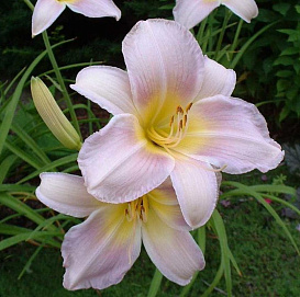 Лилейник гибридный 'Катерина Вудбери'