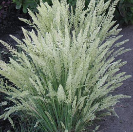 Калерия (тонконог) сизая