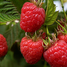 Малина 'Журавлик' (ремонтантная)