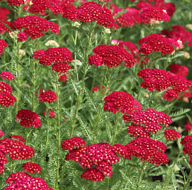 Тысячелистник обыкновенный (парковый) 'Флауэрбраст Ред Шейдс'
