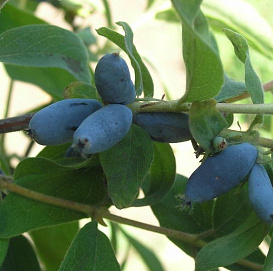 Жимолость съедобная 'Синичка'