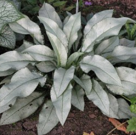 Медуница длиннолистная 'Маджести'