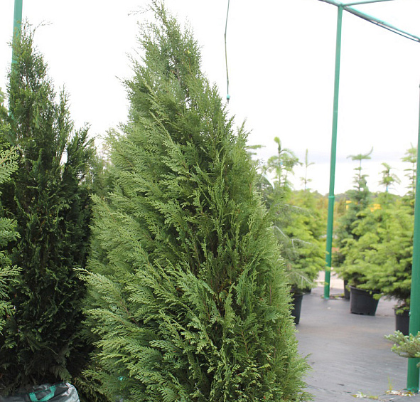 Кипарисовик Лавсона 'Уайт Спот'