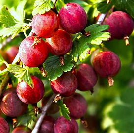 Крыжовник 'Балет'