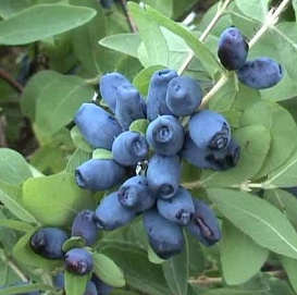 Жимолость съедобная 'Звездочка'