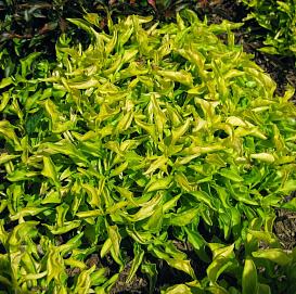 Альтернантера 'Бетзика грин йеллоу' 