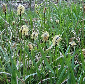 Осока волосистая