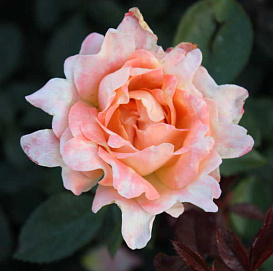 Роза 'Саммер Раффлс' (флорибунда) (розово - персиковая)