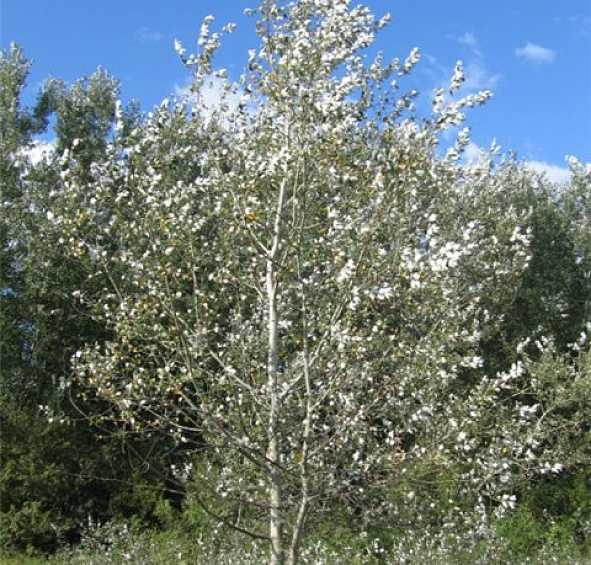 Тополь белый