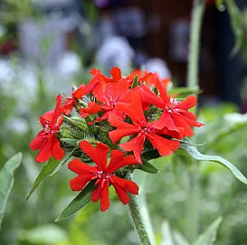 Лихнис халцедонский
