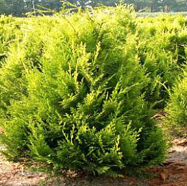 Кипарисовик Лавсона 'Ивонн'