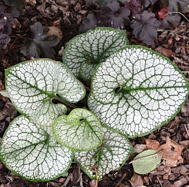 Бруннера крупнолистная 'Сиа Херт'