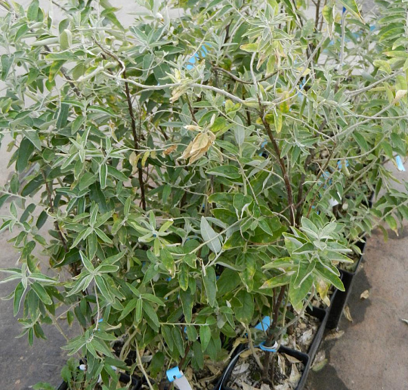 Лох узколистный (маслина)