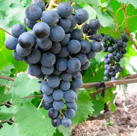 Виноград 'Плечистик'