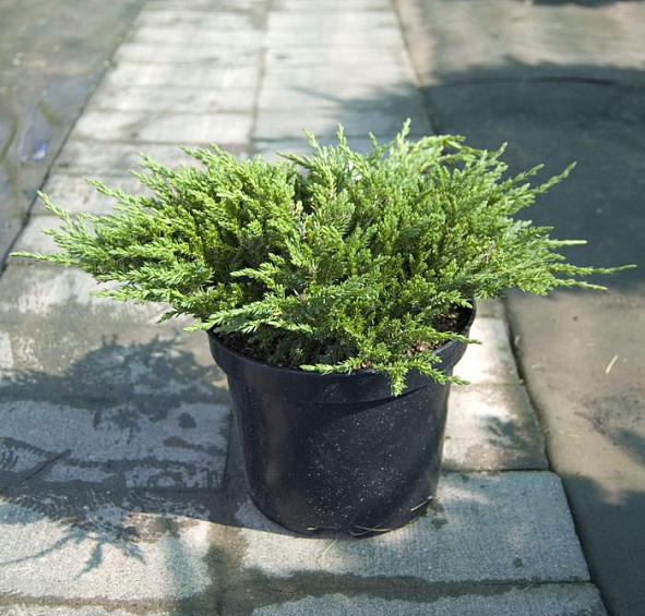 Можжевельник горизонтальный 'Принц оф Уэльс'