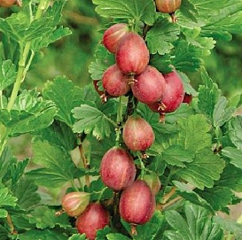 Крыжовник 'Станичный'