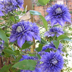 Клематис 'Мульти Блю' Клематис 'Мульти Блю'