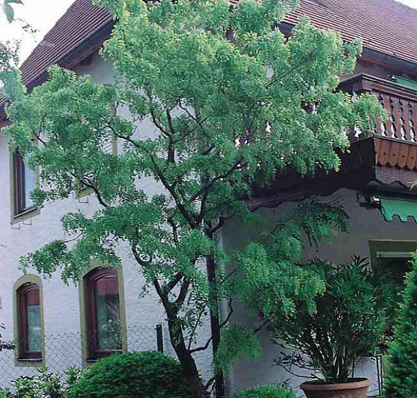 Робиния щетинистоволосистая 'Тортуоза'