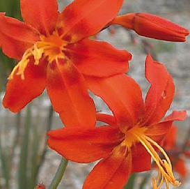 Крокосмия 'Бейбилон'