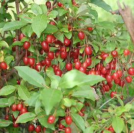 Гуми (Лох многоцветковый)