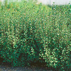 Смородина альпийская 'Шмидт'