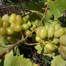 Виноград 'Бороновский'