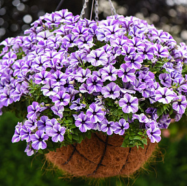 Петуния ампельная 'Светуния Старфиш' (кашпо)