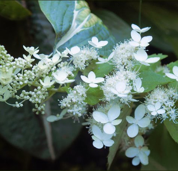 Гортензия метельчатая 'Флорибунда'