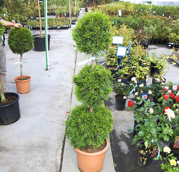 Туя западная 'Смарагд' бонсай  3 шара