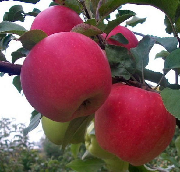 Яблоня домашняя 'Дельбар Жубиле' ('Юбилейное Дельбара')
