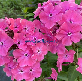 Флокс метельчатый 'Императрица' (розовый)