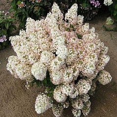 Гортензия метельчатая 'Бобо'