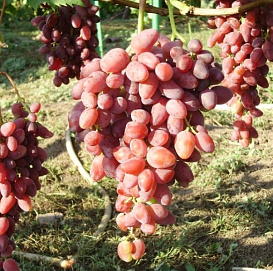 Виноград 'Аметист Новочеркасский'